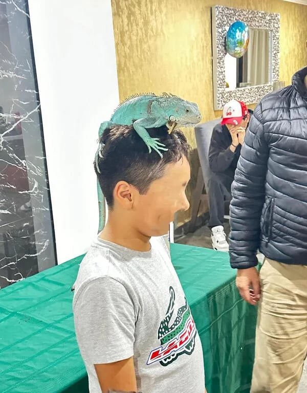 Niños conviviendo con reptiles y animales exóticos en fiestas infantiles CDMX y Edomex