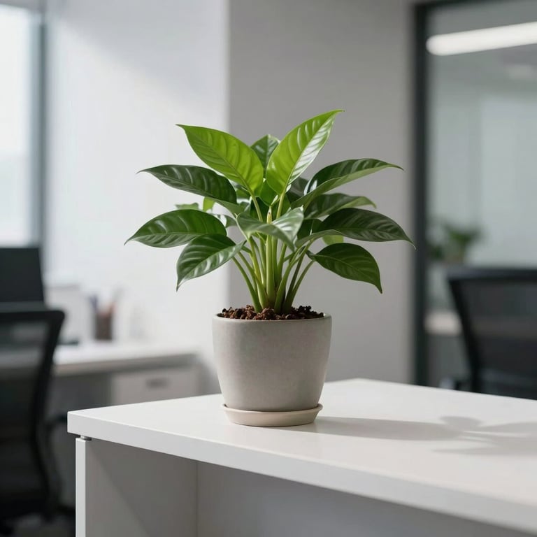 A single potted plant on a white minimalist shelf in a professional office.