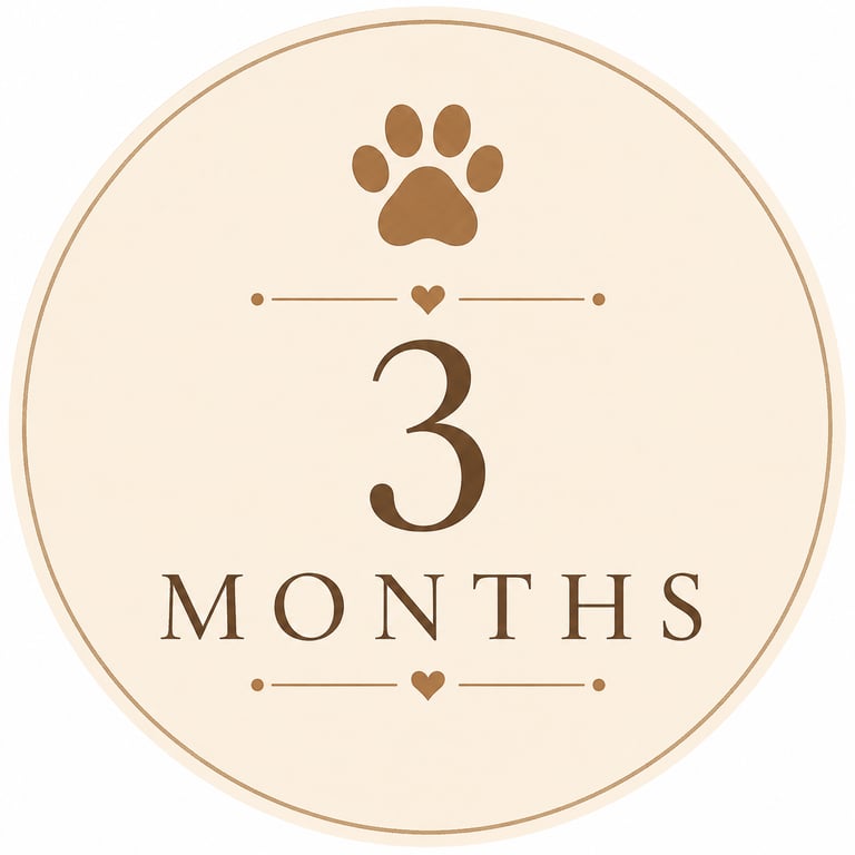 3-month subscription