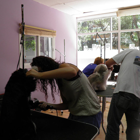 cursos de peluquería canina en Madrid