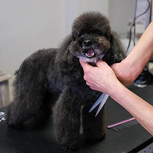 curso de peluqueria canina perfeccionamiento