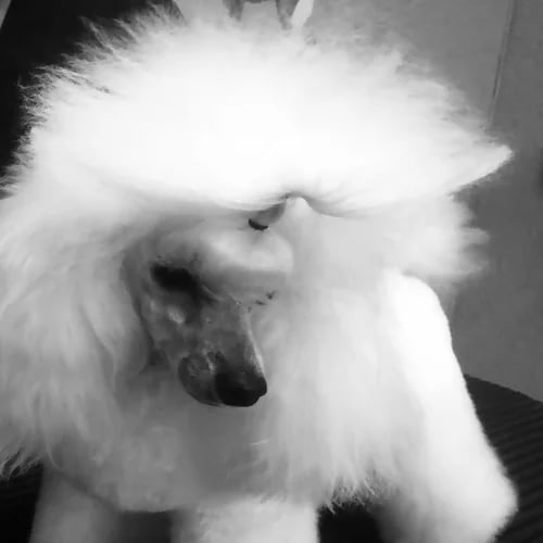 curso de peluqueria canina