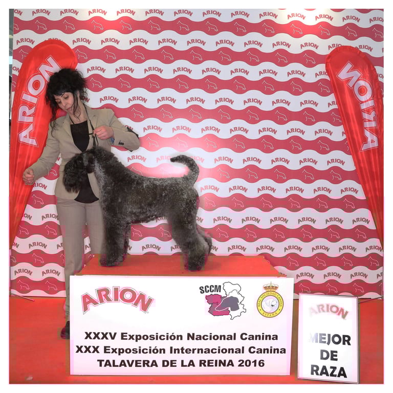 competición peluquería canina