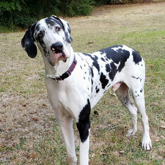 Great Dane holding off-leash stand stay in grassy field
