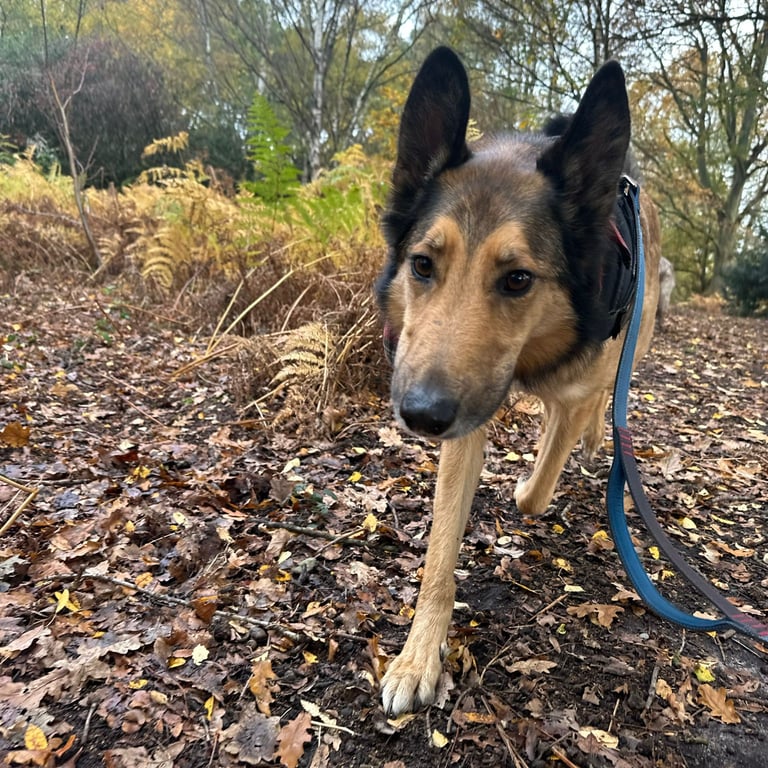 German shepherd cross collie stalks the camera in the autumn woodland