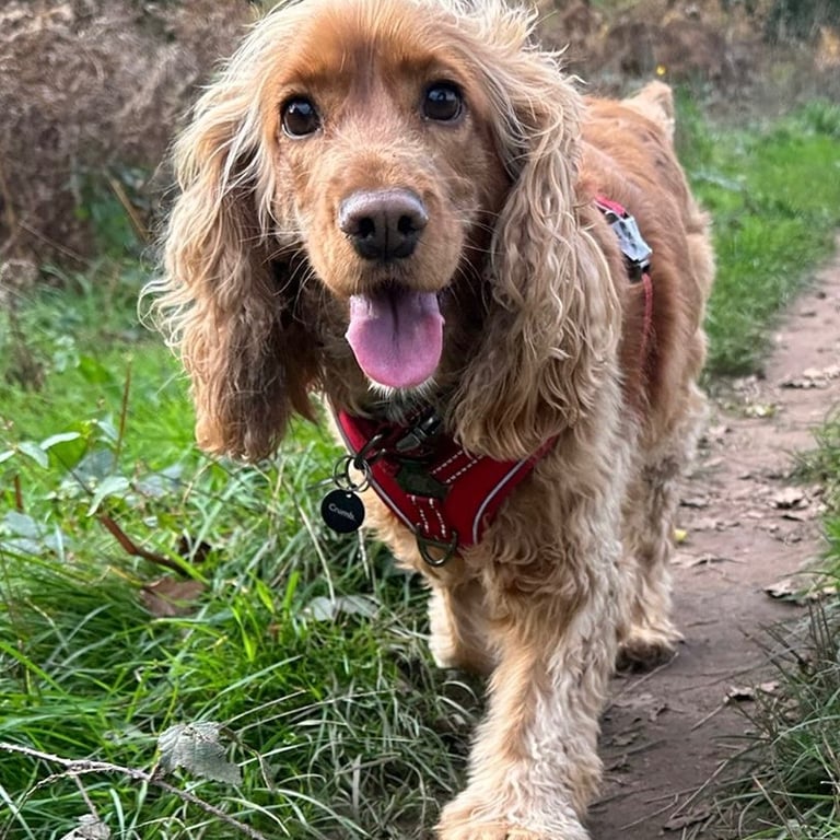 Honey the golden cocker spaniel happy on her walk