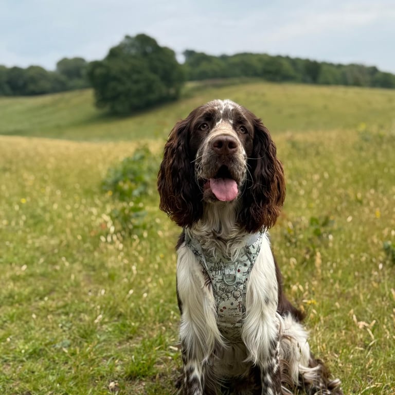 Ollie the English springer spaniel posing for a photo on fields in Stourbridge