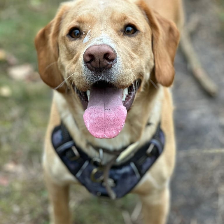 Zeus a cockerdor smiles at the camera during his dog walk