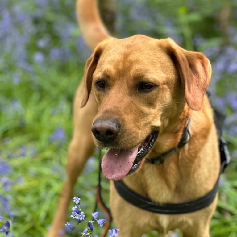 Handsome fox red Labrador among the bluebells