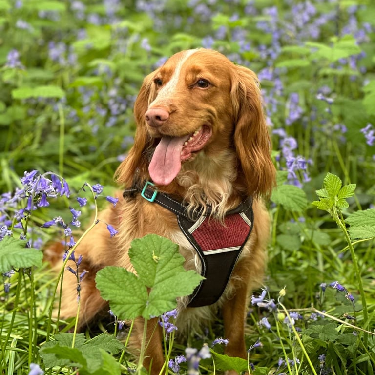 Toby a cocker spaniel looks handsome sat in the spring bluebells