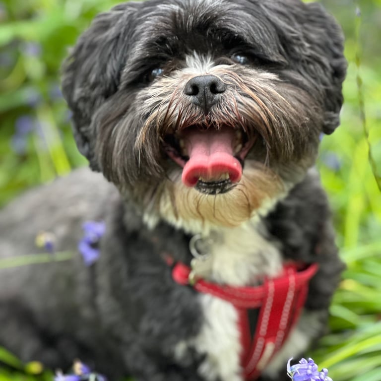 Shih tzu in the bluebells with a red harness