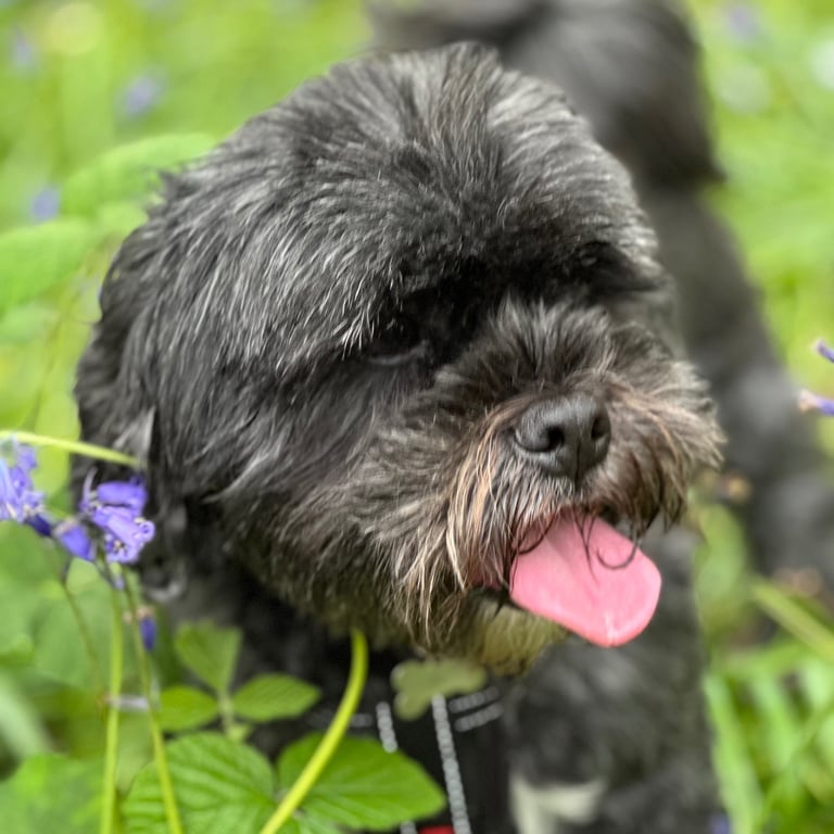 Shih tzu with tongue out in the bluebells