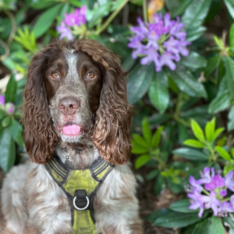 Hugo a cocker spaniel, sits in from of rhododendron flowers in stourbridge