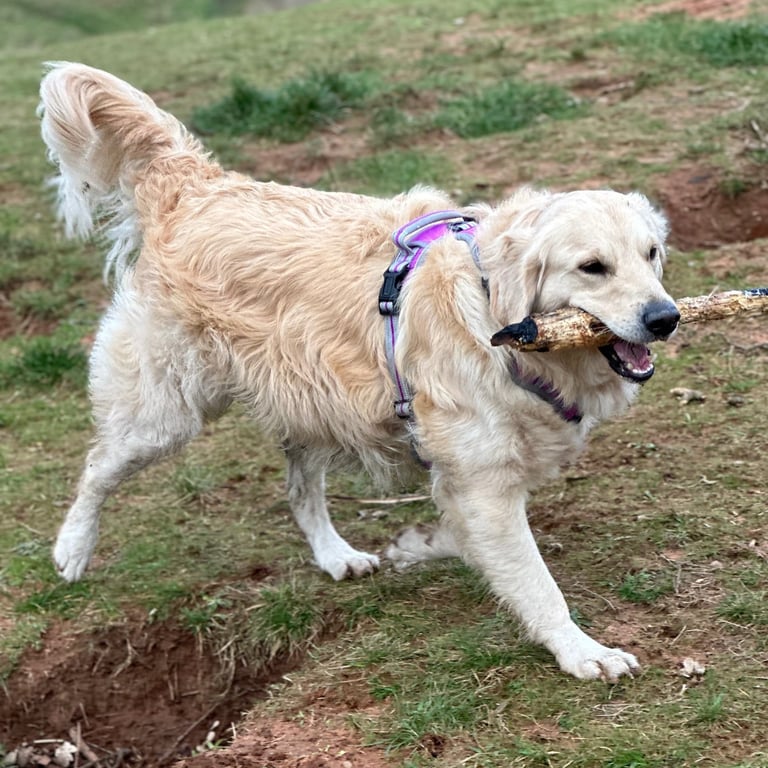 Golden Retreiver with stick in his mouth on his group walk near stourbridge