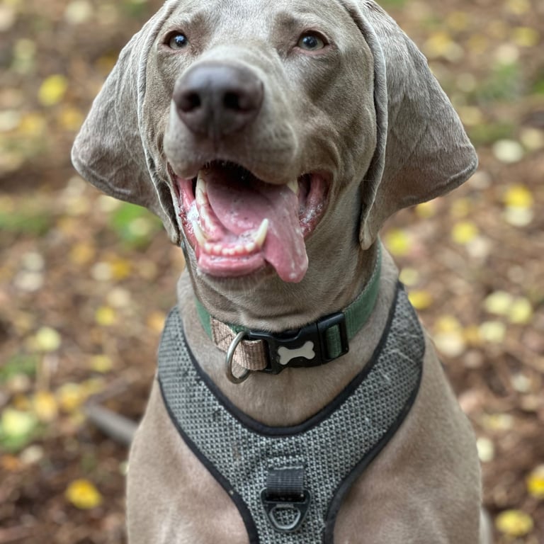 A happy smiling Weimaraner  sitting looking at the camera outdoors