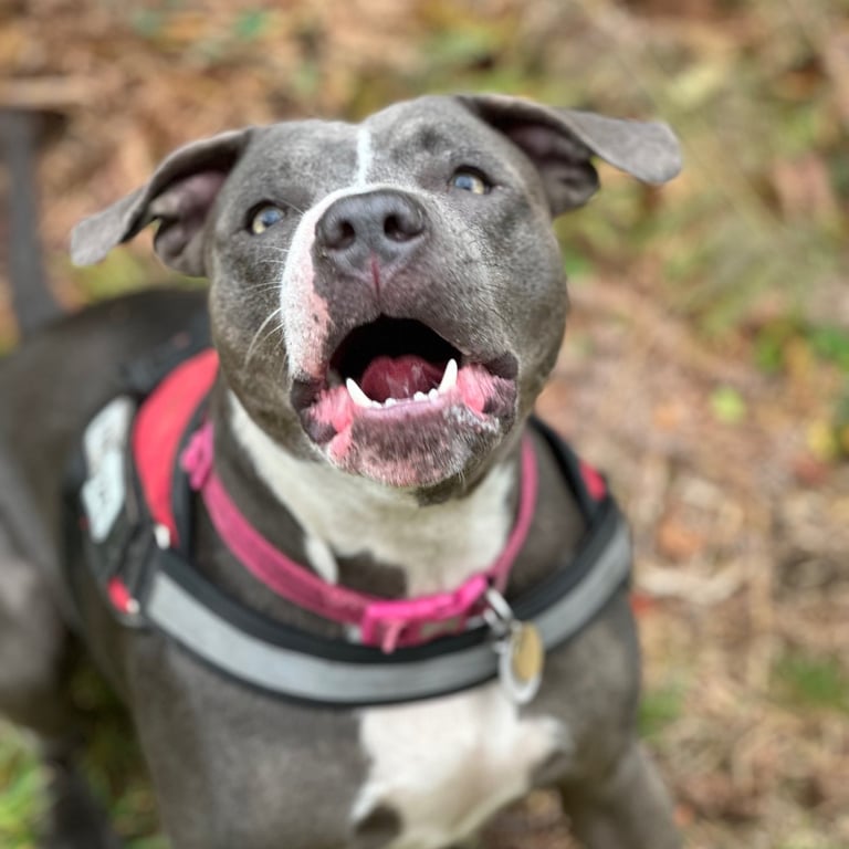 Blue Staffy posing for a photo 