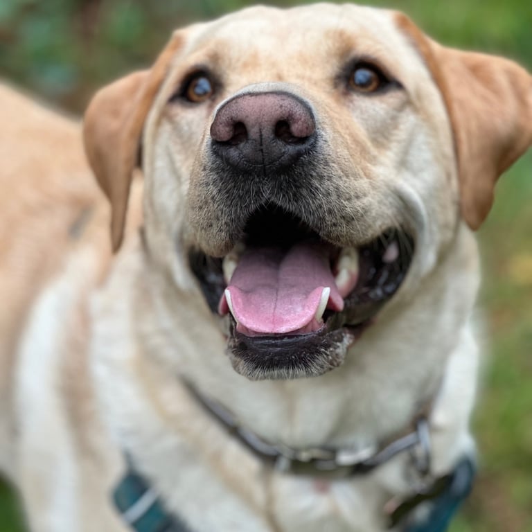 Handsome smiling yellow labrador