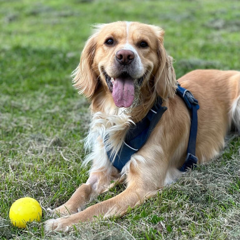 Retreiver cross with his ball on a field during a  country walk in stourbridge