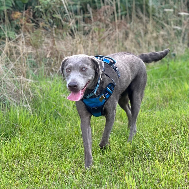 Silver Labrador strolling along the grass on a walk