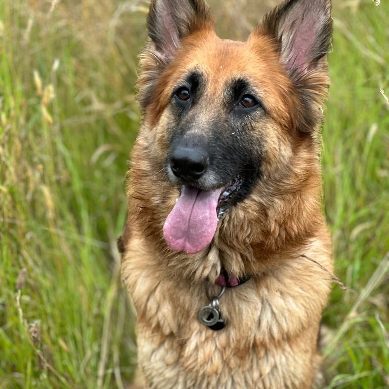 A stunning German shepherd sits peacefully in the long grass
