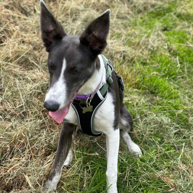 Dog sat happily on grass during walk