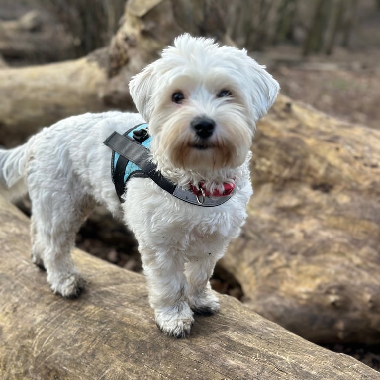 Cute white crossbreed dog standing on a fallen log