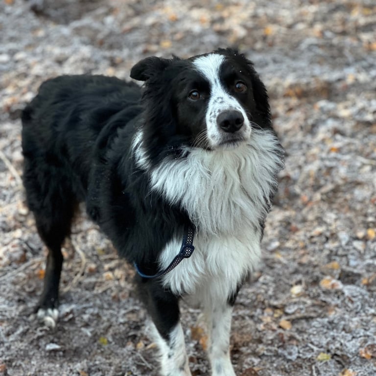 Border collie Oscar on a frosty woodland walk 