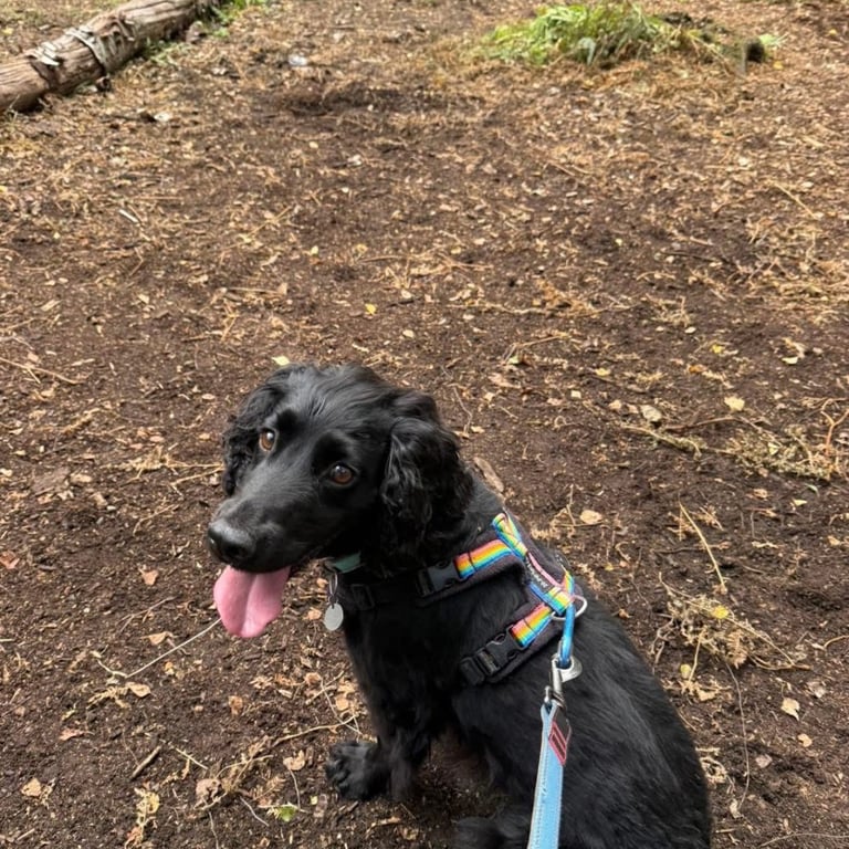 Billy the black spaniel on a walk in woodland