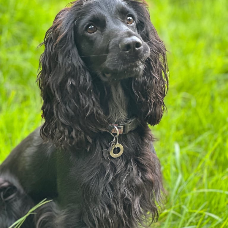Stunning black cocker spaniel sitting in bright lush green grass