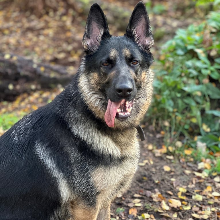 A German shepherd sits looking at the camera outdoors in the woods