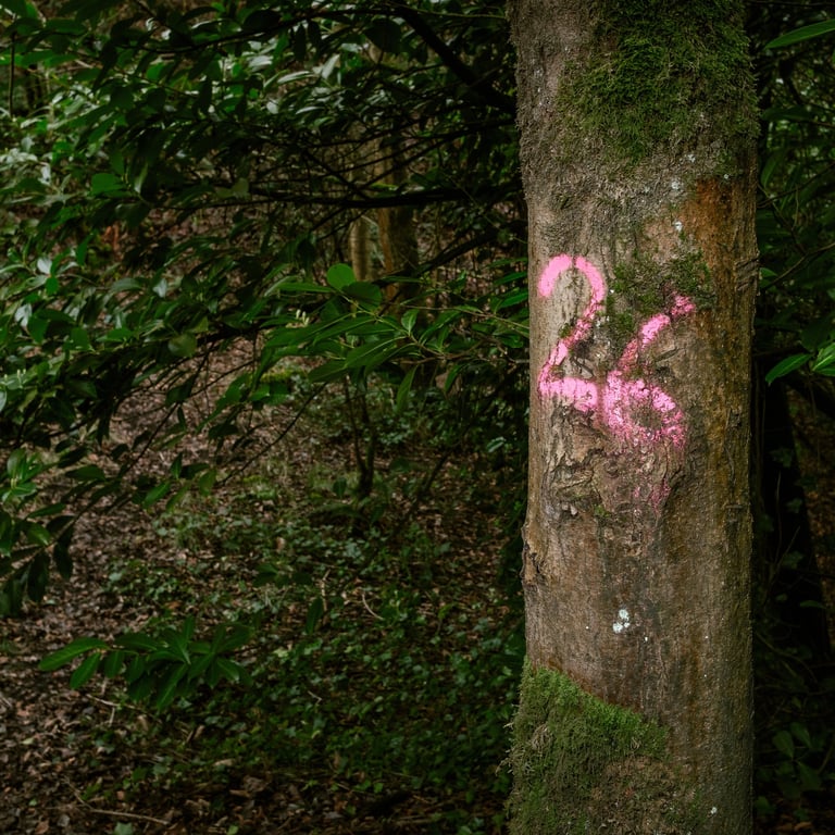 Tree sprayed with pink number 26