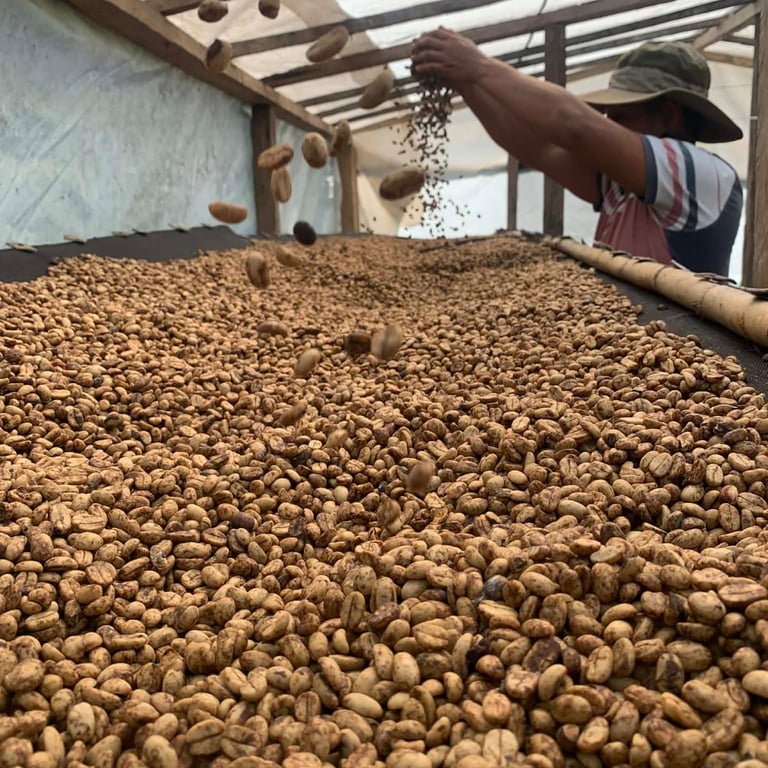 Productor cafetalero seleccionando manualmente granos de café orgánico crudo