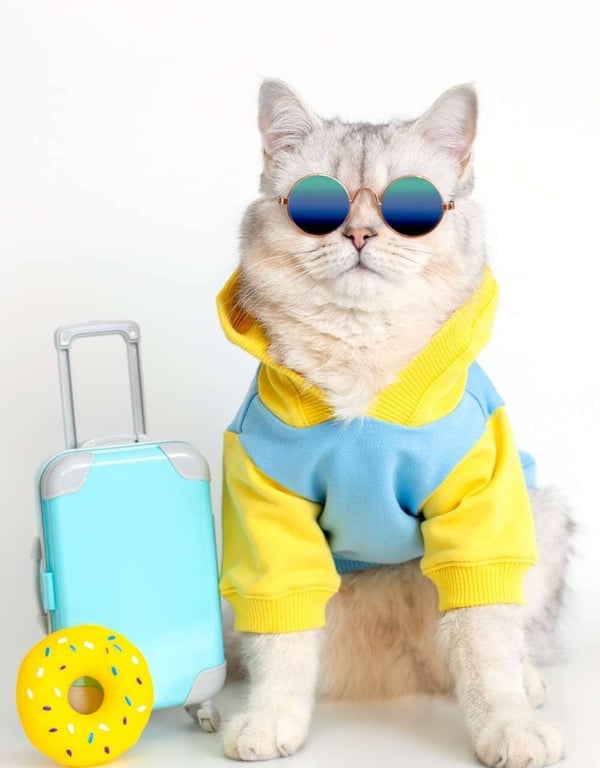 gato con lentes con sueter amarrilo ya zul con una maleta celete y una dona amarrilla