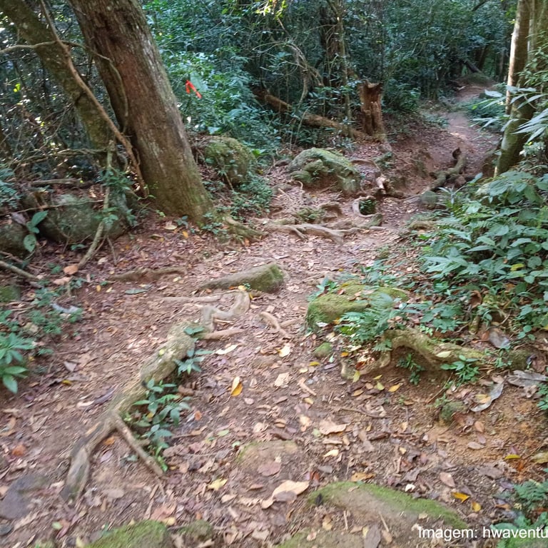 Trilha de Naufragados, parte escorregadia e com raízes 