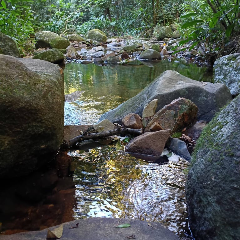 Córrego com águas cristalinas na trilha de Naufragados