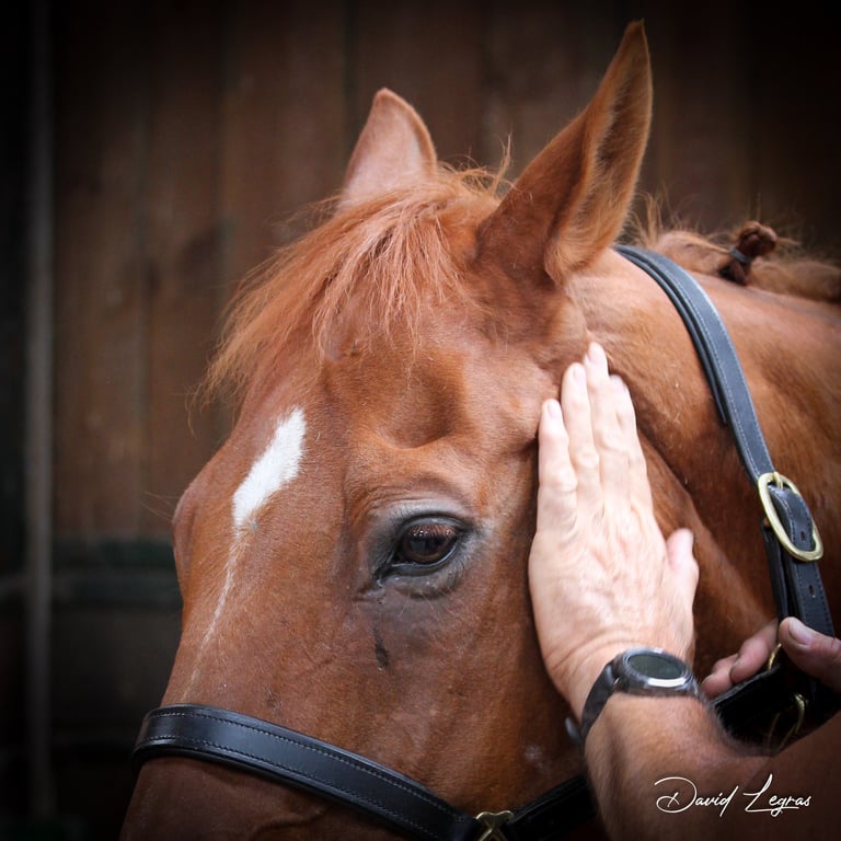 Massage d'un cheval lors des Championnats de France Dressage 2024