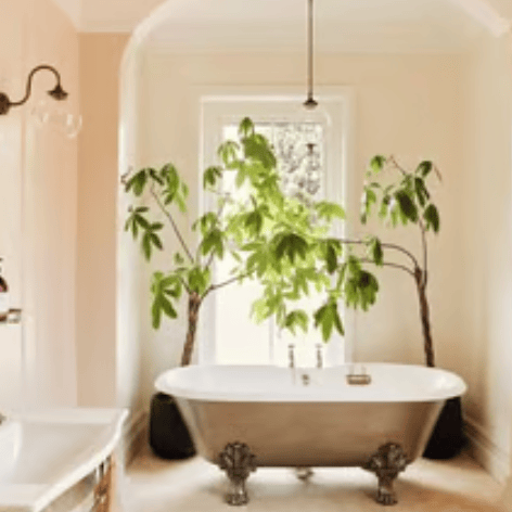 Elegant clawfoot bathtub in a sunlit bathroom with indoor money trees and arched architecture.