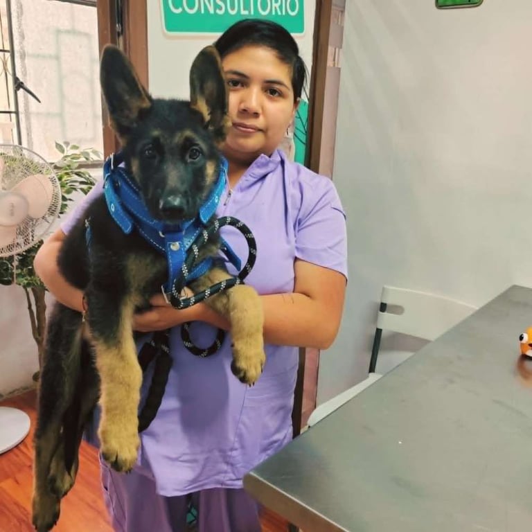 Cachorro pastor aleman en consulta en Veterinaria Pekes