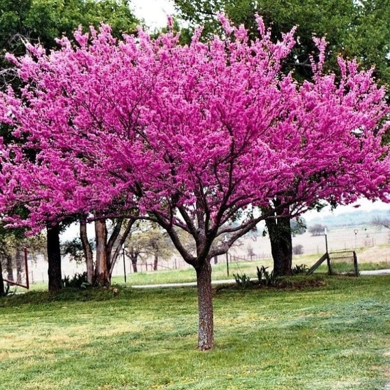 Redbud tree Cercis canadensis