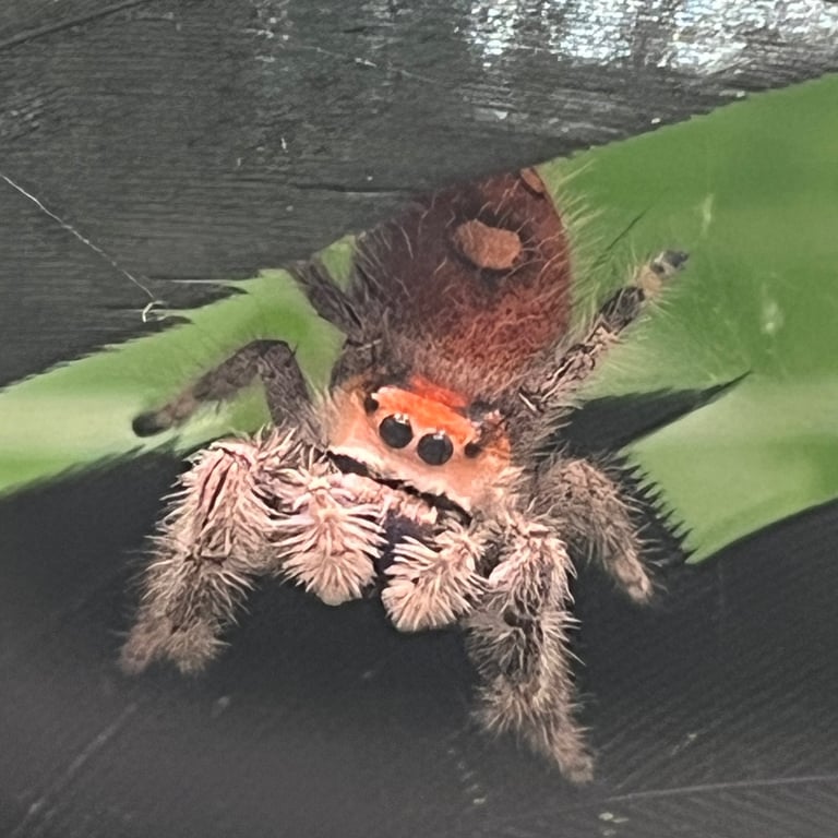 Macro shot of a fuzzy Phidippus Regius jumping spider resting on a green leaf.