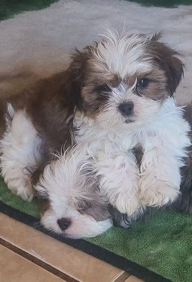 2 Brown and white Maltese Puppies on blanket in Texas.