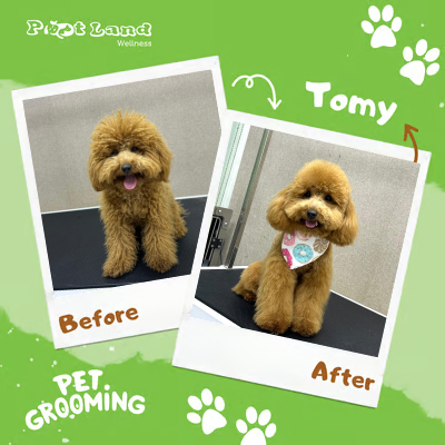 pet grooming