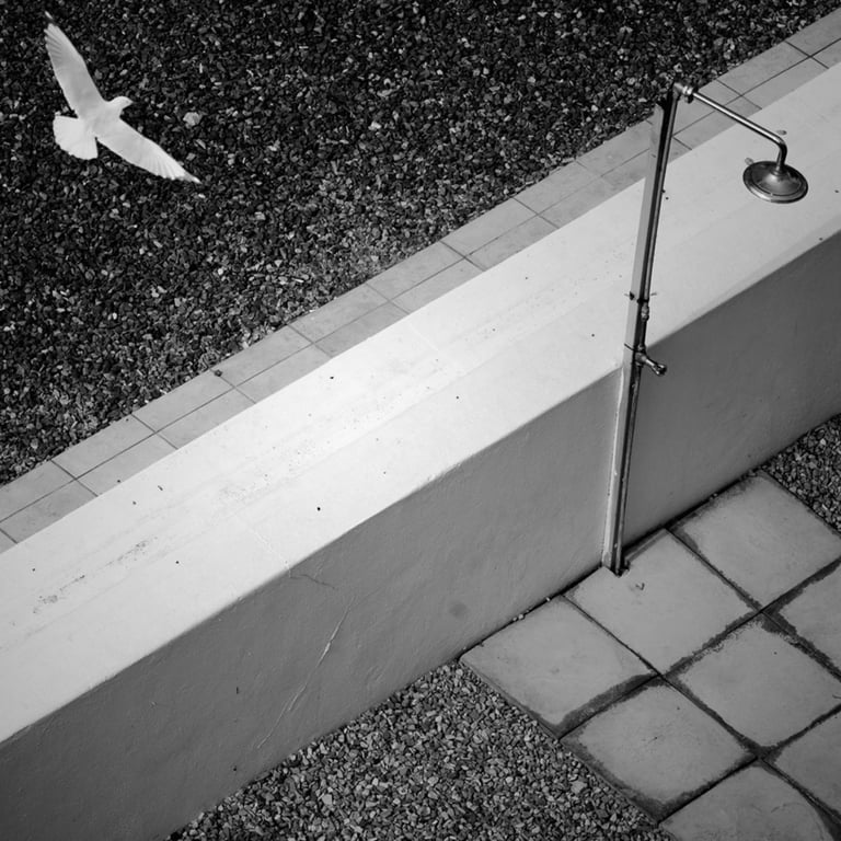 Seagull soaring above an outdoor shower and tiled terrace, minimalist black-and-white fine art composition.
