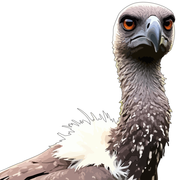 Graphic art print of an African vulture with ancient, unwavering orange eyes, derived from original wildlife photography.
