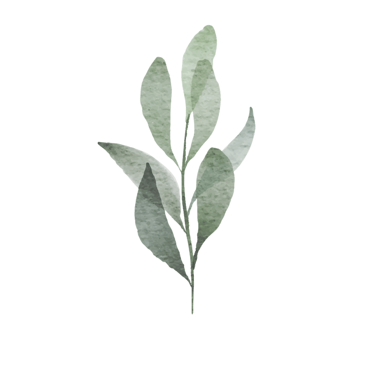 a watercolor drawing of a plant with leaves