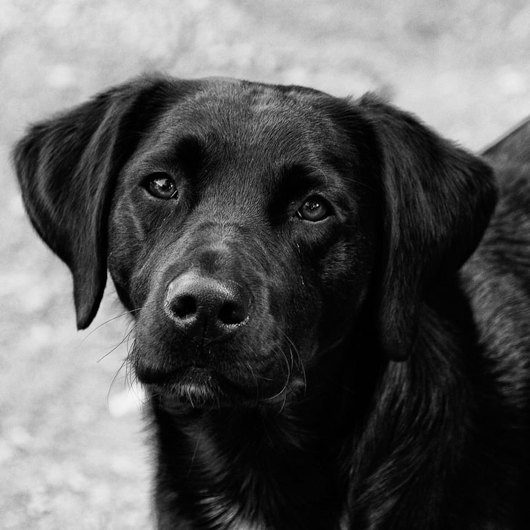 "Labrador" by Darren Arkins