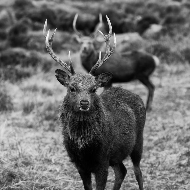 "The Rut, Glendalough" by Darren Arkins