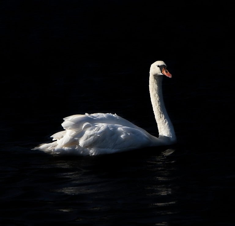 "Swan Lake" by Lucy Leonel