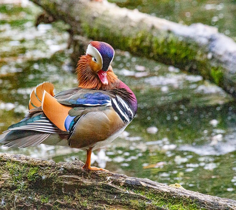 "Mandarin Duck" by Mike Kelly