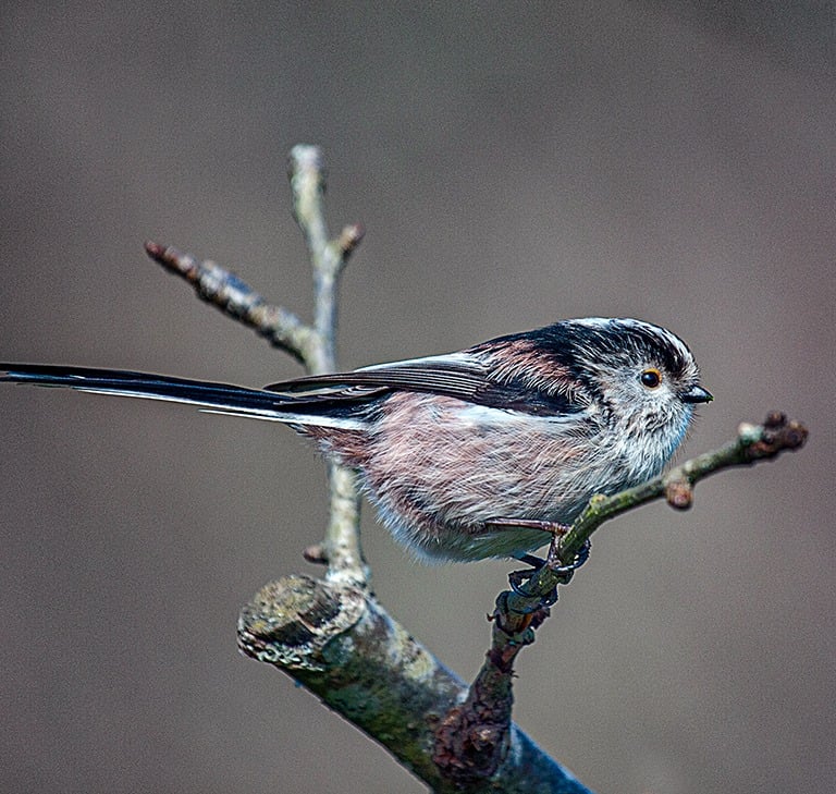 "Long-tailed Tit" by Mike Kelly